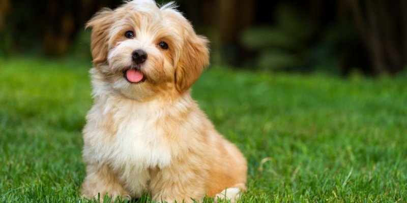 Giải mã giấc mơ thấy chó theo các tình huống cụ thể