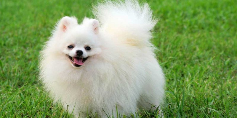 Mơ thấy chó giải mã ý nghĩa và con số may mắn