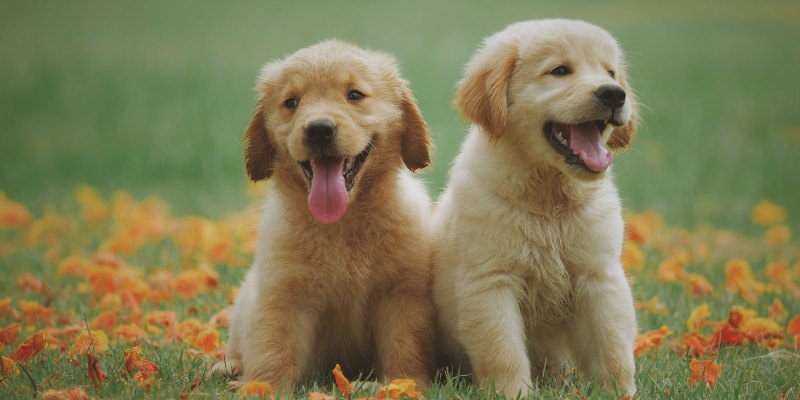 Những điều nên làm khi mơ thấy chó để hóa giải điềm xấu