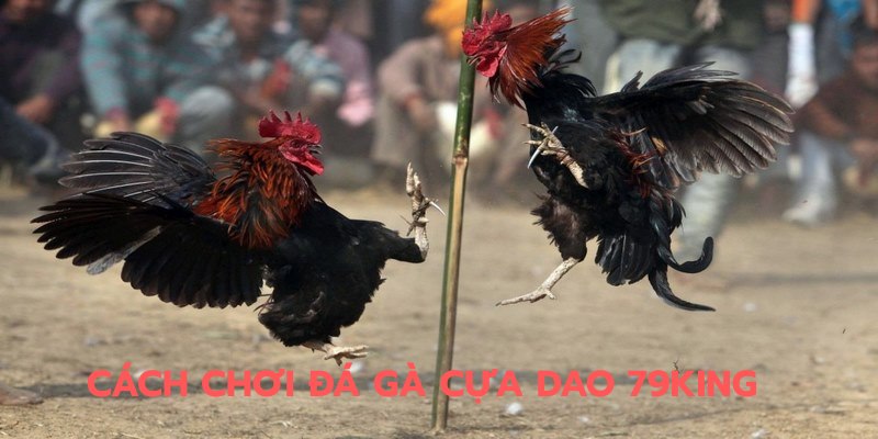 cách chơi đá gà cựa dao 79king