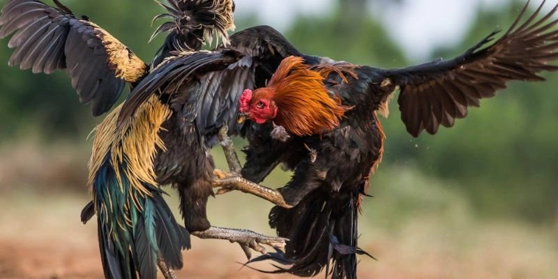 Luật chơi đá gà 79King mà hội viên nào cũng cần nắm rõ