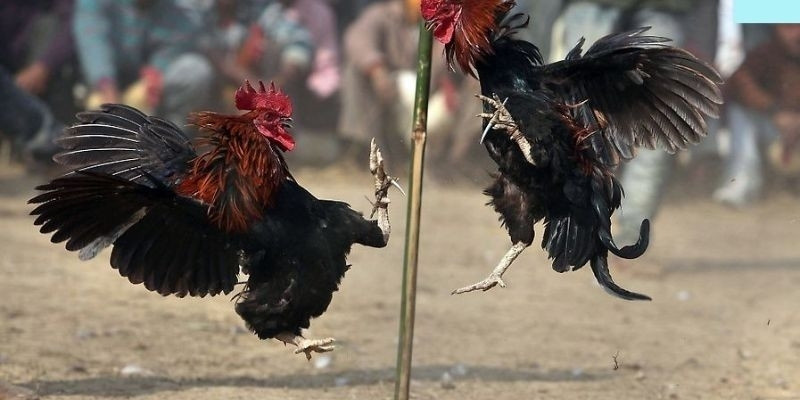Điểm nổi bật của đá gà 79king