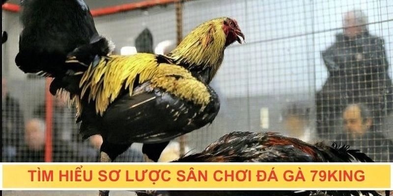 Giới thiệu về đá gà 79king