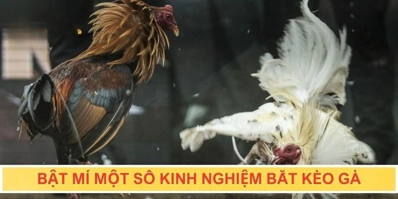 Lưu ý khi tham gia đá gà tại đá gà 79king