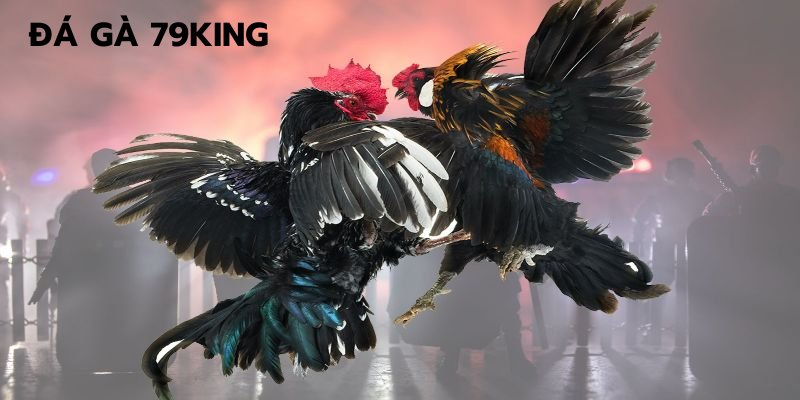 Thông tin chung về bộ môn đá gà tại 79King